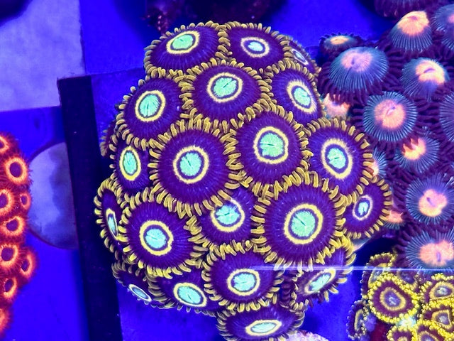 Blue Hornets Zoas