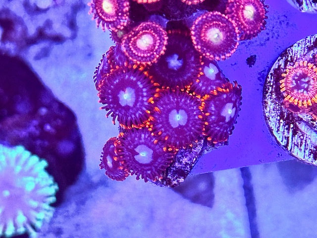 Fire and Ice Zoas