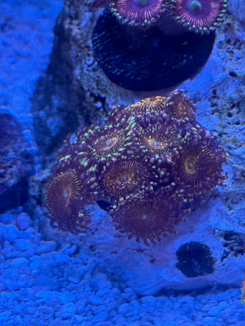 JF Frankie Acid Trip Zoas