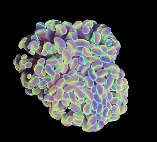 Ultra Grade S Type Rainbow Hologram Branching Hammer Coral