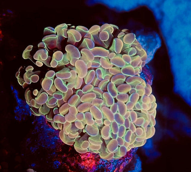 Ultra Grade S Type Rainbow Hologram Branching Hammer Coral