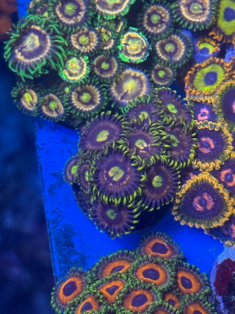 Minefield Zoas