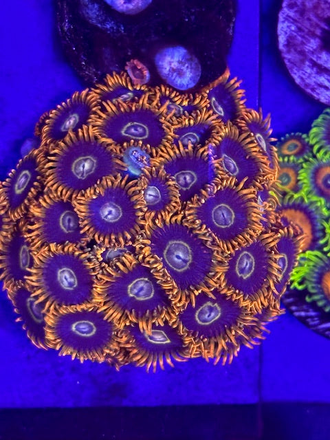 Rainbow Hornets Zoas