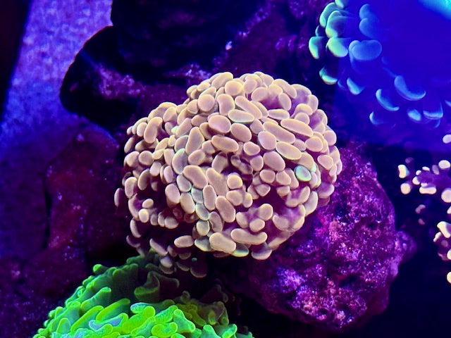 Rose Gold Branching Hammer Coral