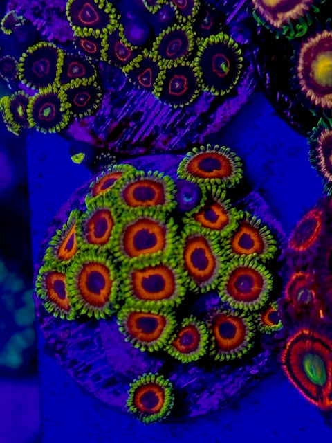 Whammin Watermelon Zoas