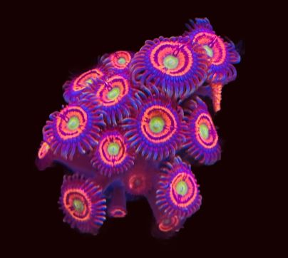 CC  Gobstopper Zoa