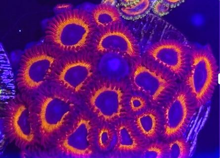 Kedds Red Zoas