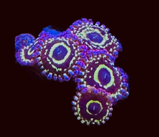 Stratosphere Zoas