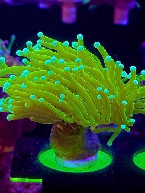 OG  Grail Torch Coral