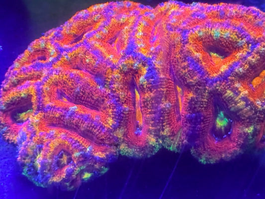 Aussie Ultimate Rainbow Acan