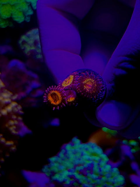 Beetle Juice Zoas