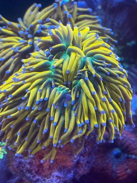 Malaysian Banana Holy Grail Torch