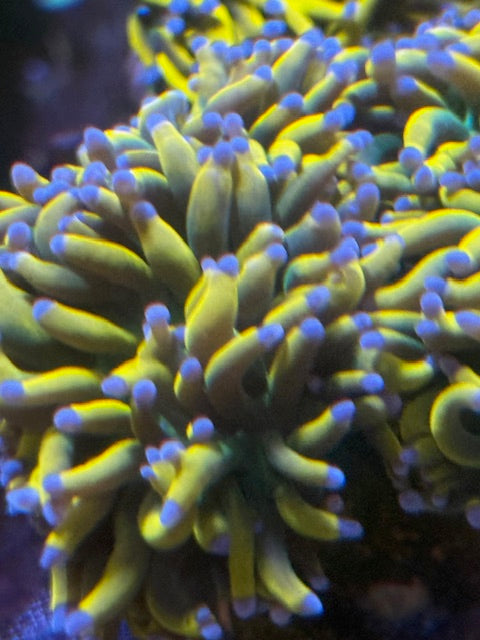 Malaysian Banana Holy Grail Torch