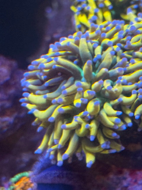 Malaysian Banana Holy Grail Torch