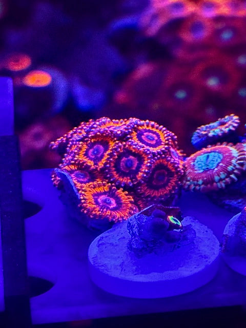 Burning Ember Zoas