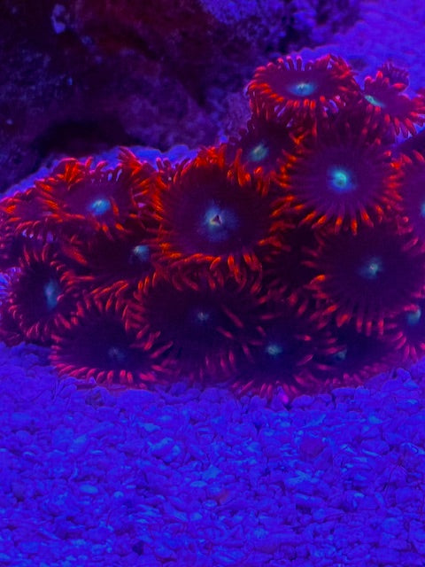 CB Punk Rock Zoas