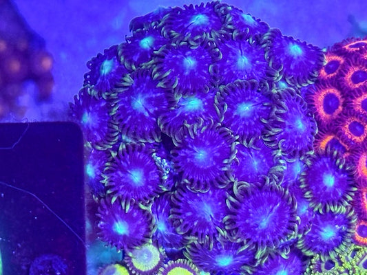 CC Blue Ocean Zoas
