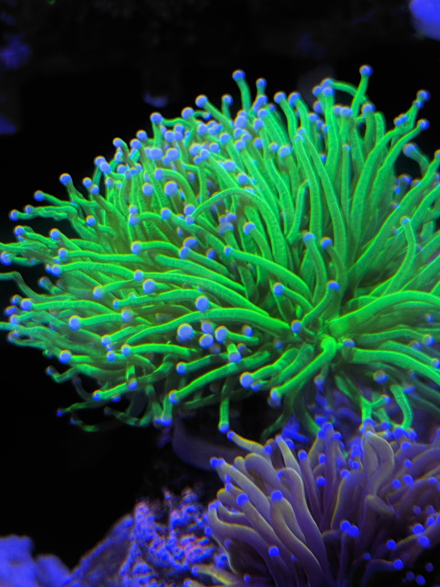 Cotton Candy Torch Coral