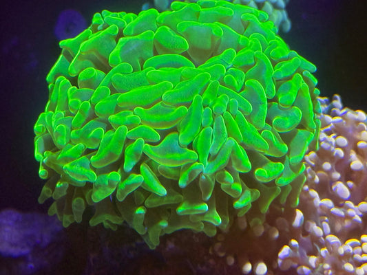 Yellow Branching Canary Hammer Coral