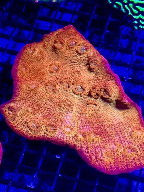 Coral Beauties Insane Aussie multicolor Chalice
