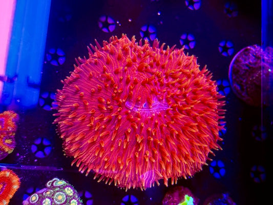 Diaseris Plate