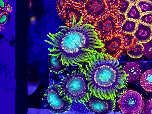 Dragon Eye Zoas