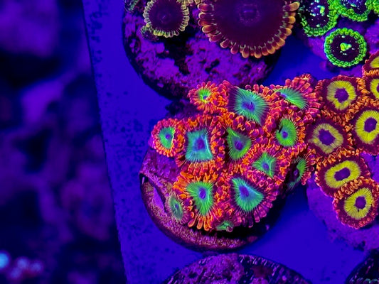 Electric Oompa Loompa Zoas