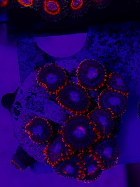 Fire and Ice Zoas