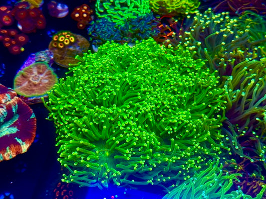 Green Lantern Jumbo Torch Coral