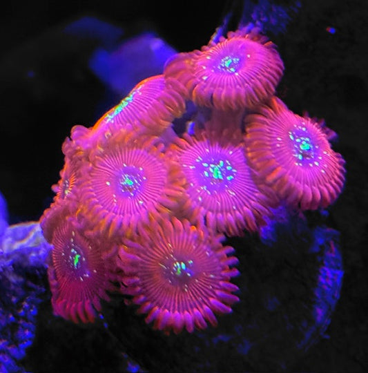 OG Magicians Zoas