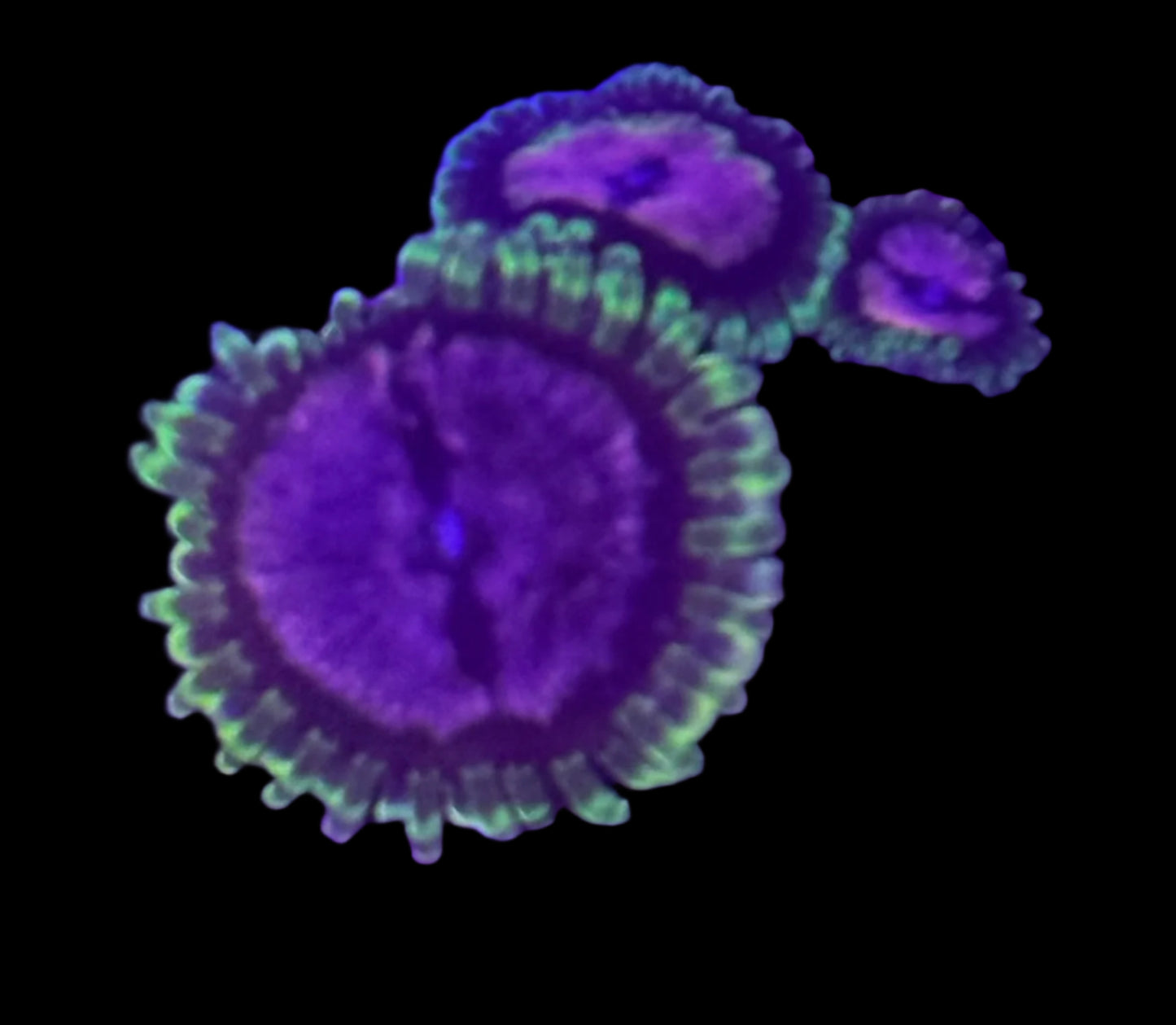 Purple Monster Zoa