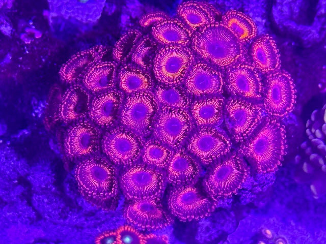 WWC Illuminati Zoas