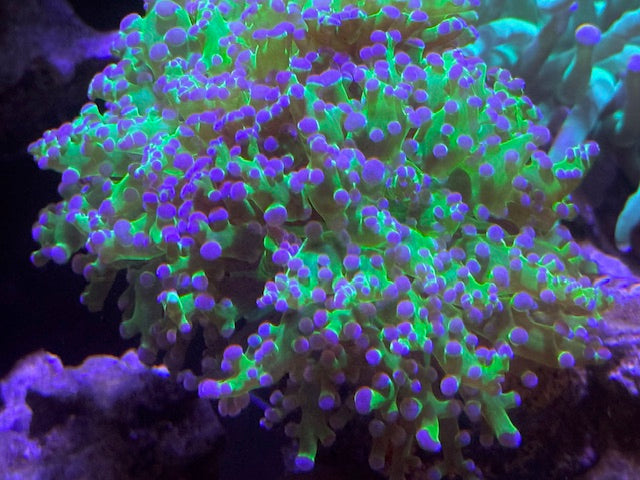 Purple Tip Hologram Frogspawn