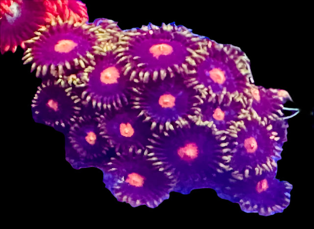 CC Blow Pop Zoas