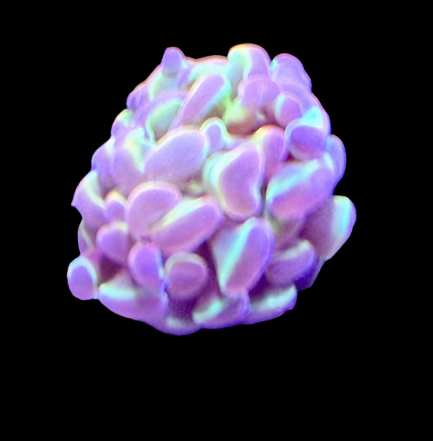 CC Hologram Hammer Coral