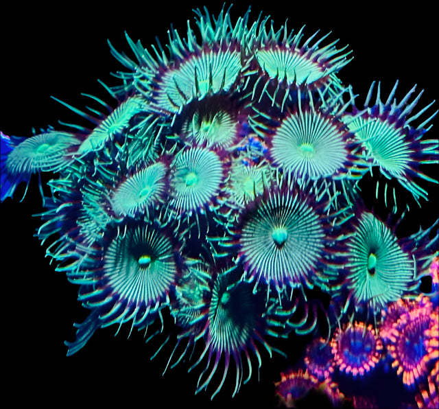 CC Poison IV Zoa