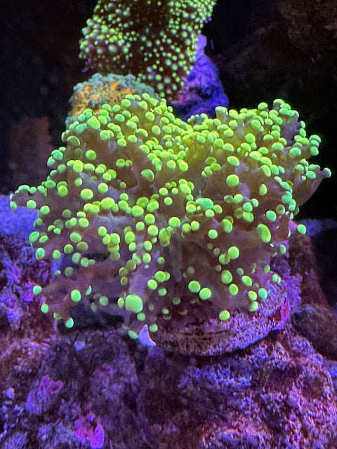 CC Neon Green Octospawn