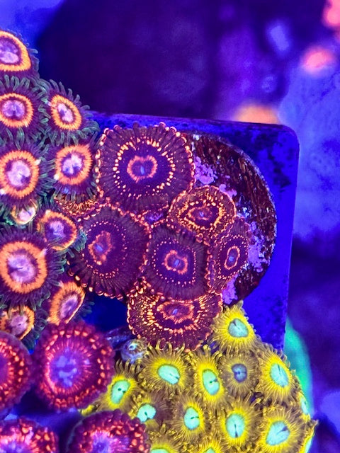 JF AZZ Krak Zoas