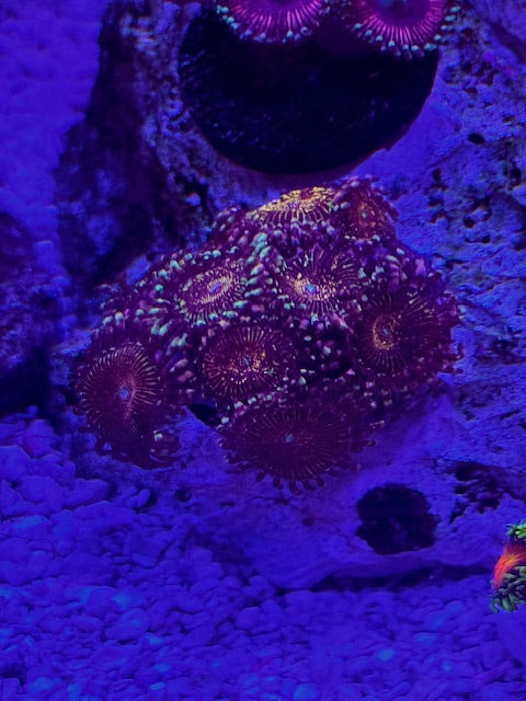 JF Frankie Acid Trip Zoas