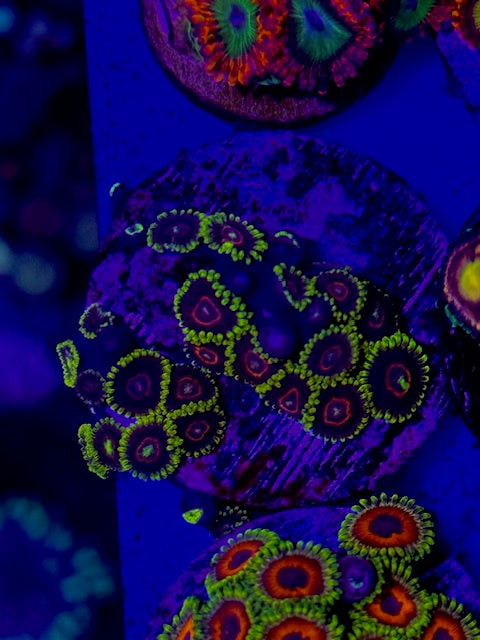 JF Purple Hearts Zoa