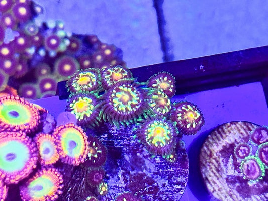 JF Stargazer Zoa
