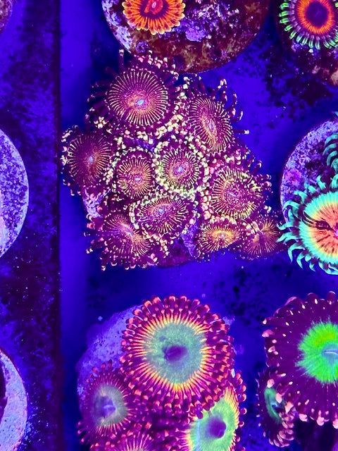 JF Frankie Acid Trip Zoas
