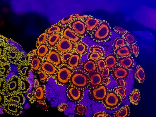 JF Jungle Juice Zoa