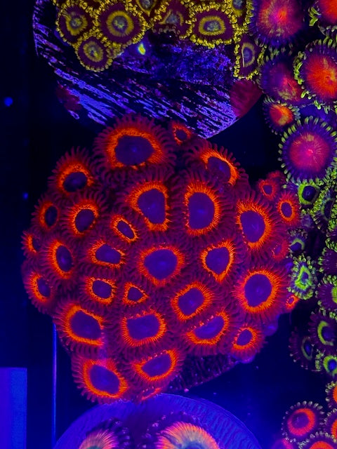 Kedds Red Zoas