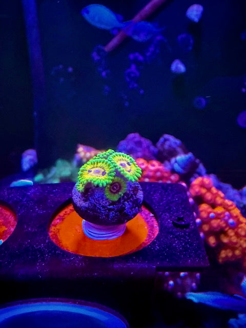 Kermit the Big Bird Zoas