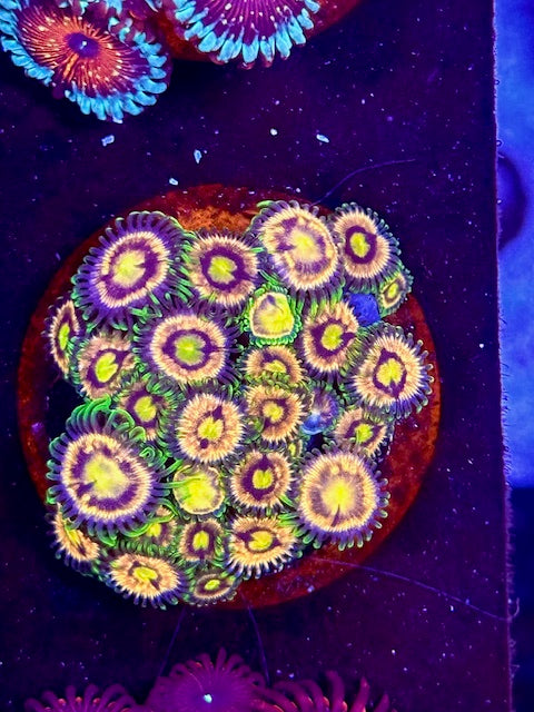 Lazor Lemon Zoa