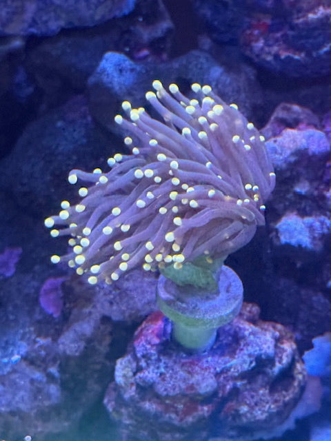 Maimi Vice Torch Coral