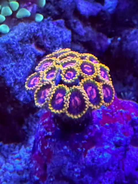 Mind Tricks Zoas