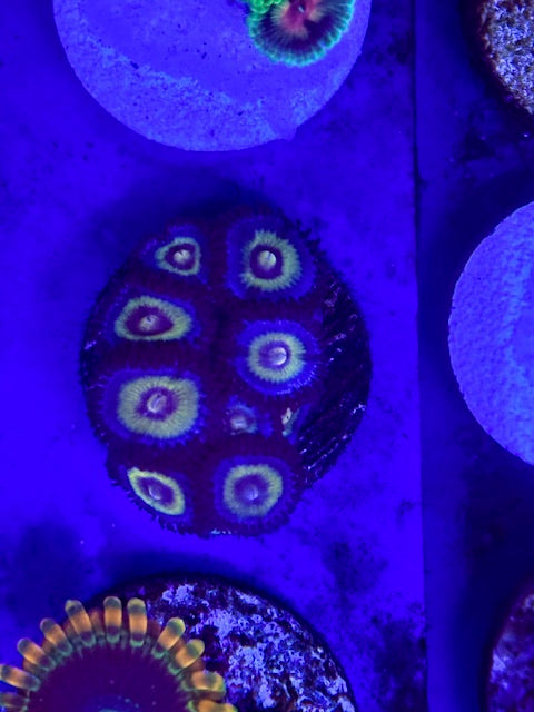OG Wolverine Zoas