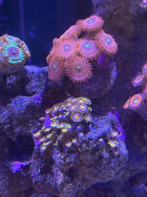 OG Magicians Zoas